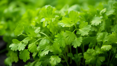 Guide to Growing Coriander in Australia
