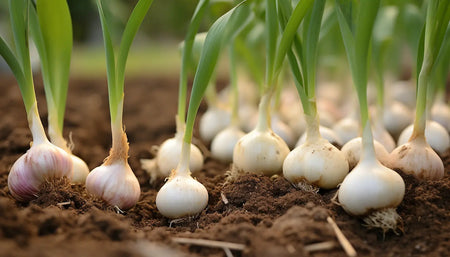 How to Grow Garlic in Australia