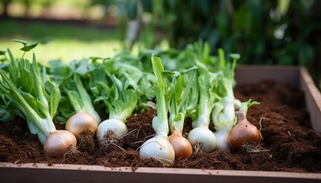 How to Grow Onions in Australia